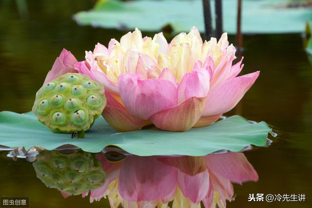 全部花的花语和象征意义，各种花的花语与代表的寓意（最全花语大全——各种花的花语）