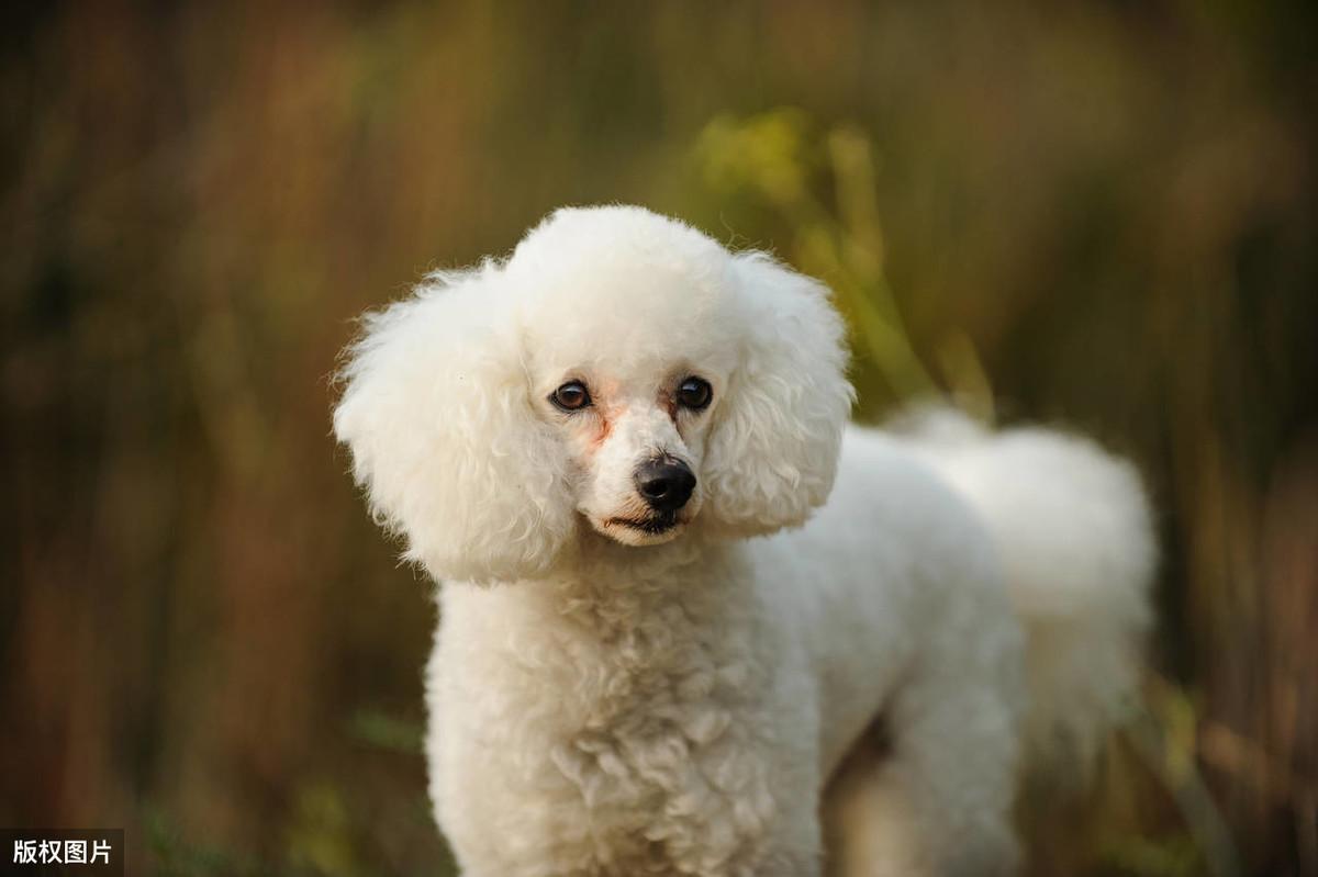 白色贵宾犬(白色贵宾犬长什么样)