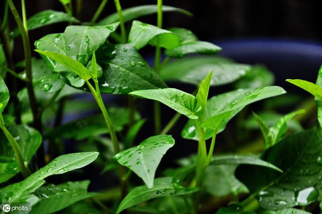 空心菜什么季节吃，空心菜怎么吃（菜园子什么时候种植空心菜）