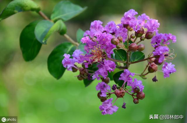 紫薇什么时候开花，紫薇花什么时候开的（谁说花无红百日，紫薇就可以）