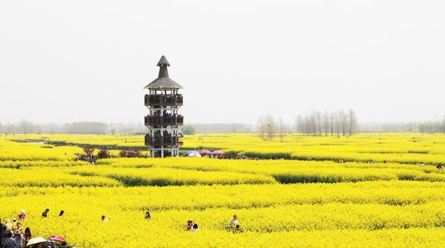 送油菜花是什么意思，送油菜花是什么意思啊（秋成万颗子——油菜花）