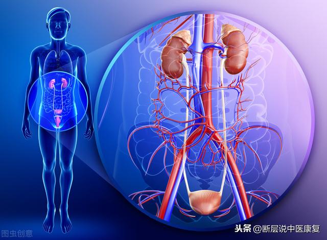 头静脉的位置图片，猪前腔静脉采血血管解剖位置图（最全人体解剖学知识点整理）