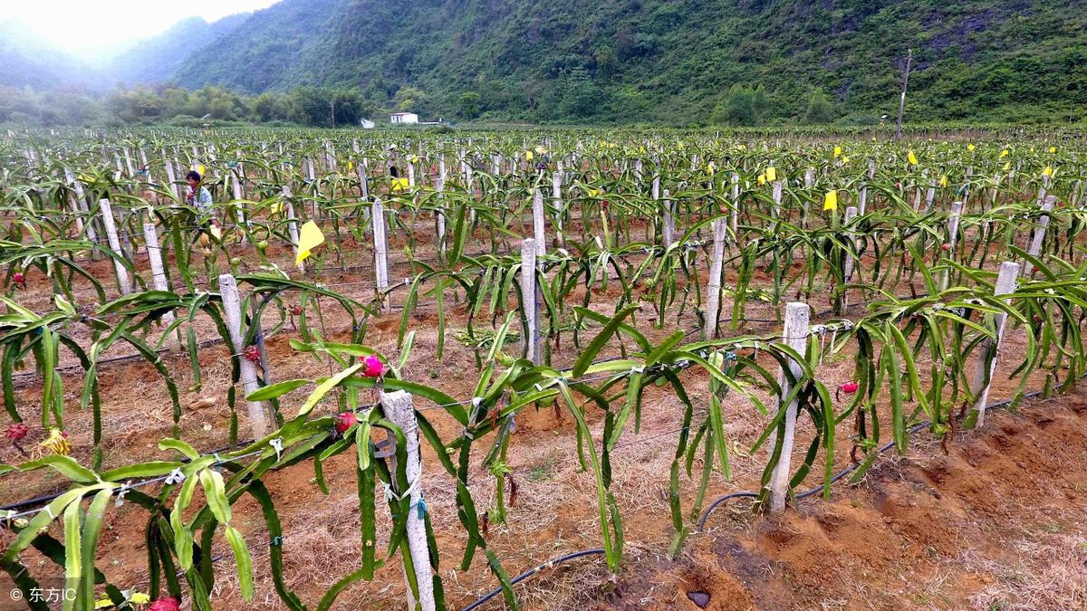 广东种植龙贡果图片