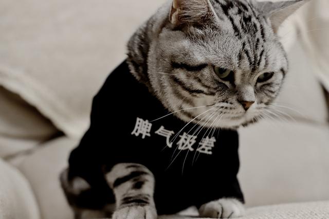 猫太调皮了怎么办，猫咪太调皮怎么办（铲屎官正确引导才能变成乖宝宝）