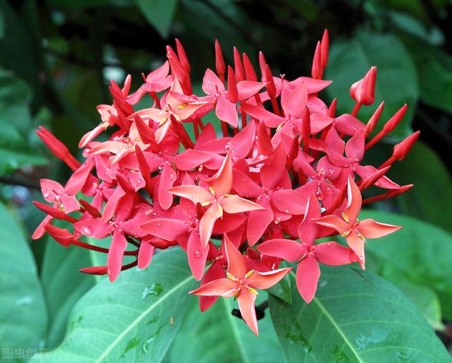 兔尾草花语是什么，兔尾草干花花语（那12生肖的代表植物我选这些）