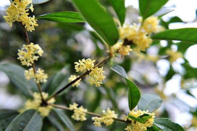 桂花树栽培技术，桂花树什么时候种植最好（枝繁叶茂鲜花挂满树枝）