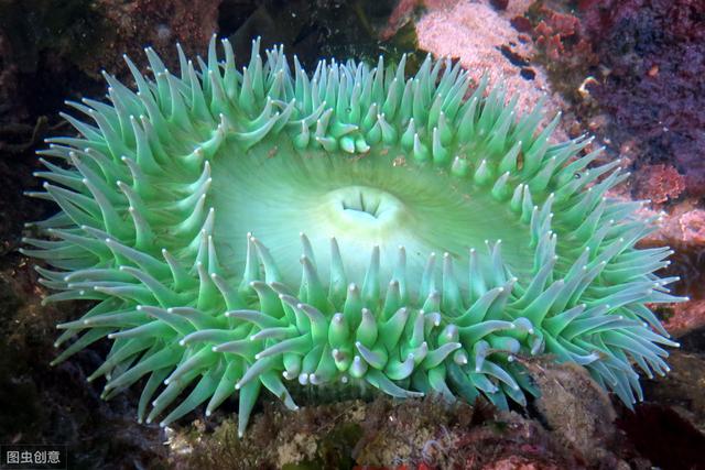 海里的动物有哪些，海洋里面有什么生物（这5种常见滨海动物）