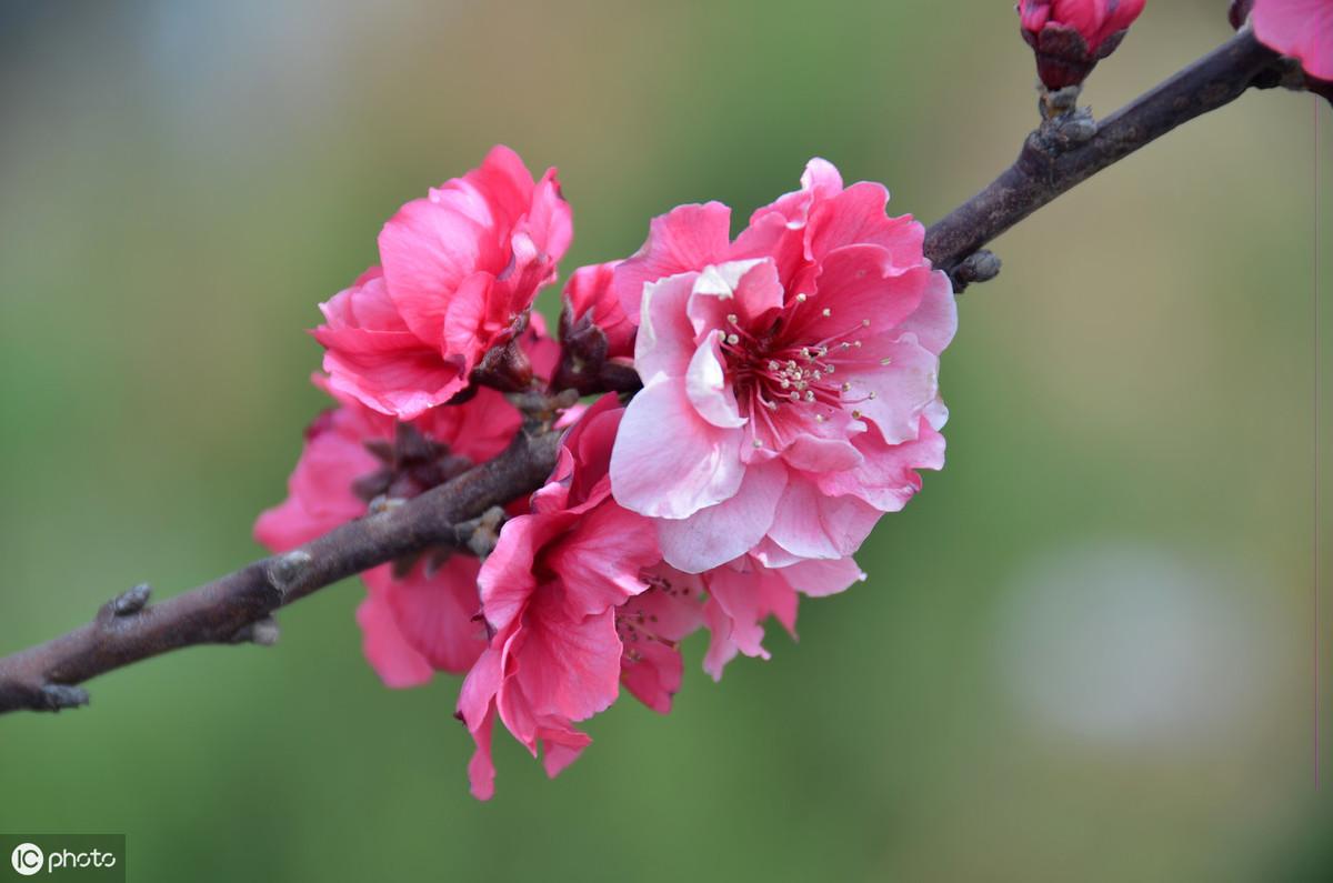 蛇年哪些方位旺桃花 属蛇人2021年桃花方位是什么