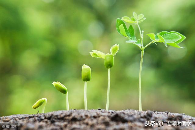 萌芽的意思，才理解什么是“芳草萋萋”、什么是“群英荟萃”