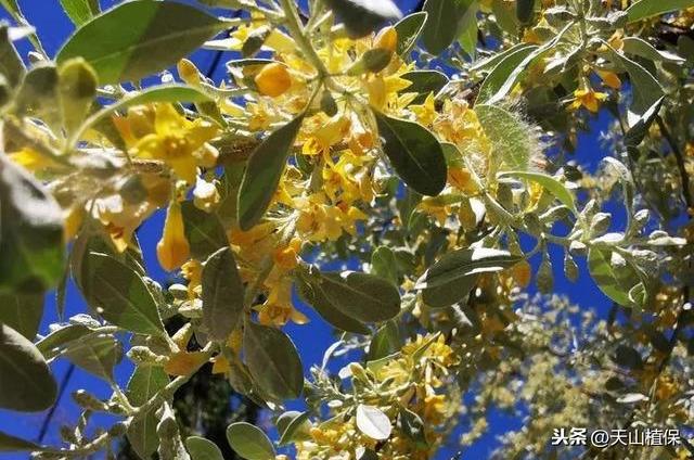 沙枣花是什么，沙枣花是什么意思（又是一年沙枣花开时）