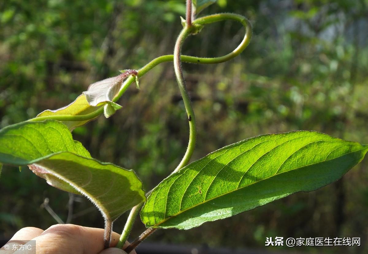 鸡屎藤的神奇功效，但它这3个功效却很明显