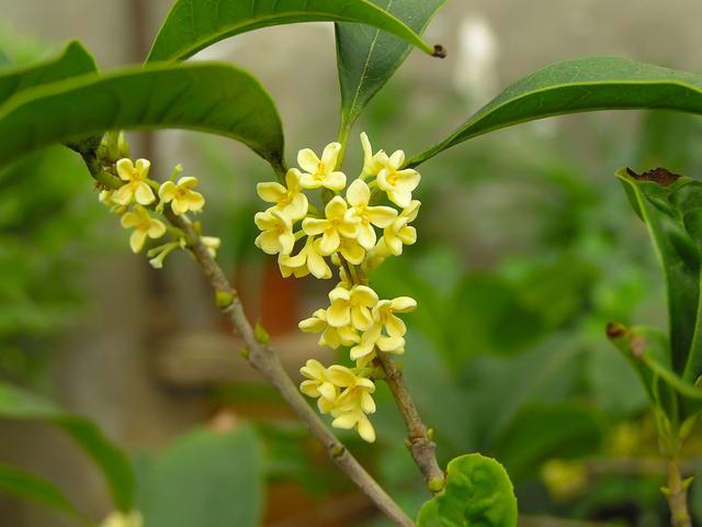 桂花树栽培技术，桂花树什么时候种植最好（枝繁叶茂鲜花挂满树枝）