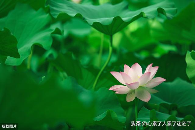 人生感悟的句子，许多相遇无处告别