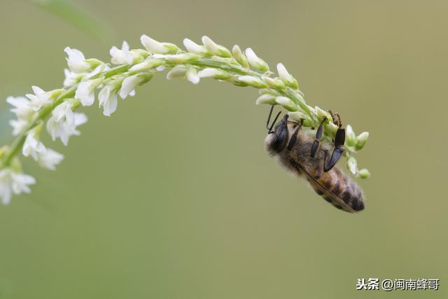 蜜蜂的特点，蜜蜂的特点100字（蜜蜂这些外表特征你了解过吗）