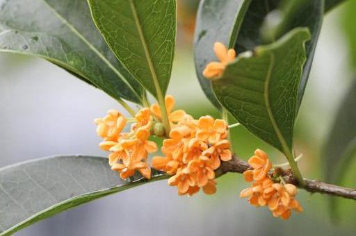 各个城市的市花，各个城市的市花是什么（你知道自己城市的市花吗）