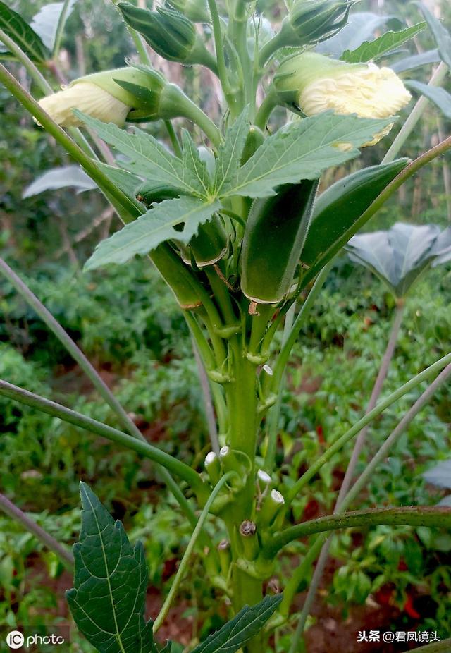 秋葵,綠色蔬菜:秋葵(秋葵什麼時候種植最好)