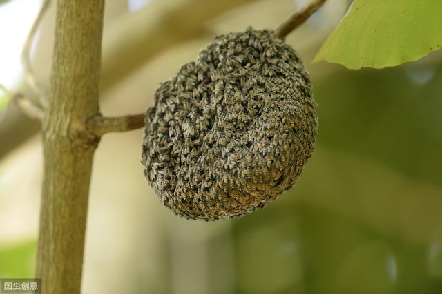 蜜蜂群一分为二个蜂箱，如何将一个蜂群拆分成多个蜂群