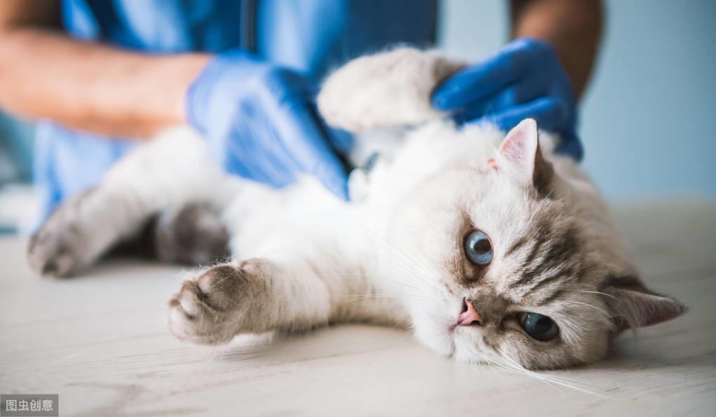 猫身上有跳蚤(家里放一物绝对没跳蚤)