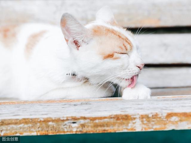 猫艾滋病的症状，猫艾滋病的症状表现（饲养一只患有艾滋的猫咪安全吗）