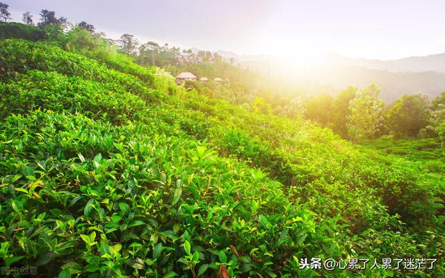 花一样的人生感悟的句子，花与人生感悟句子（人生感悟经典句子）