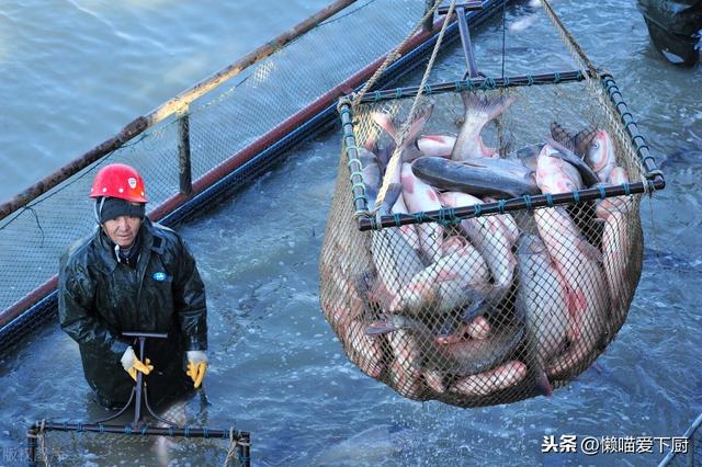 秋刀鱼和青占鱼是同一种鱼吗，有什么区别（认准这6种便宜海鱼）