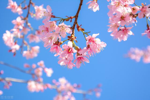 各个国家的国花，肯尼亚国花是什么花（几个国家的国花，哪个最好看）