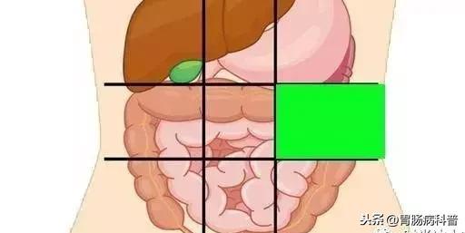 肚子痛到底是哪里痛？一张图了解腹部器官