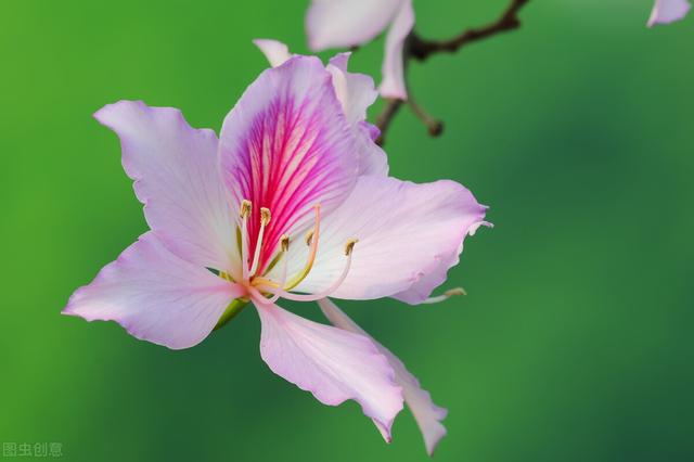 红花指什么生肖，春回大地红花开是什么动物（那12生肖的代表植物我选这些）