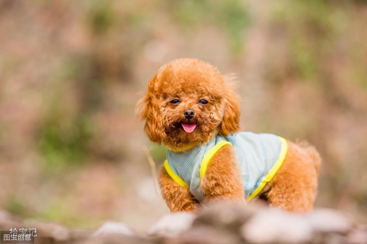 贵宾犬毛不卷如何辨别真假（区分小型犬品种特征对比）