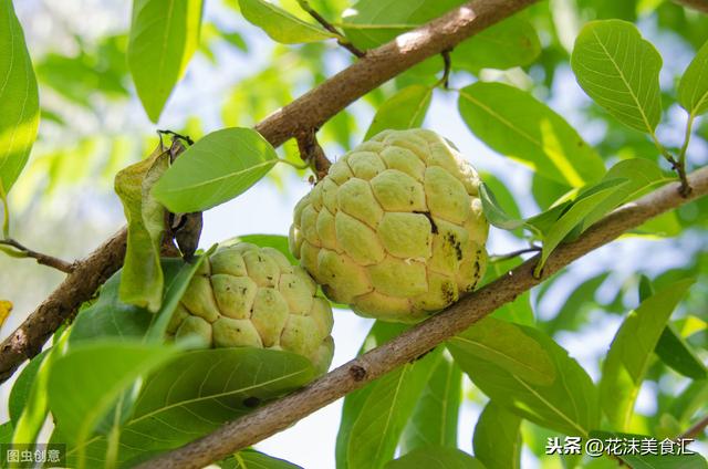 释迦果怎么吃，释迦果怎么吃皮能吃吗（名字超级“佛系”的释迦果）