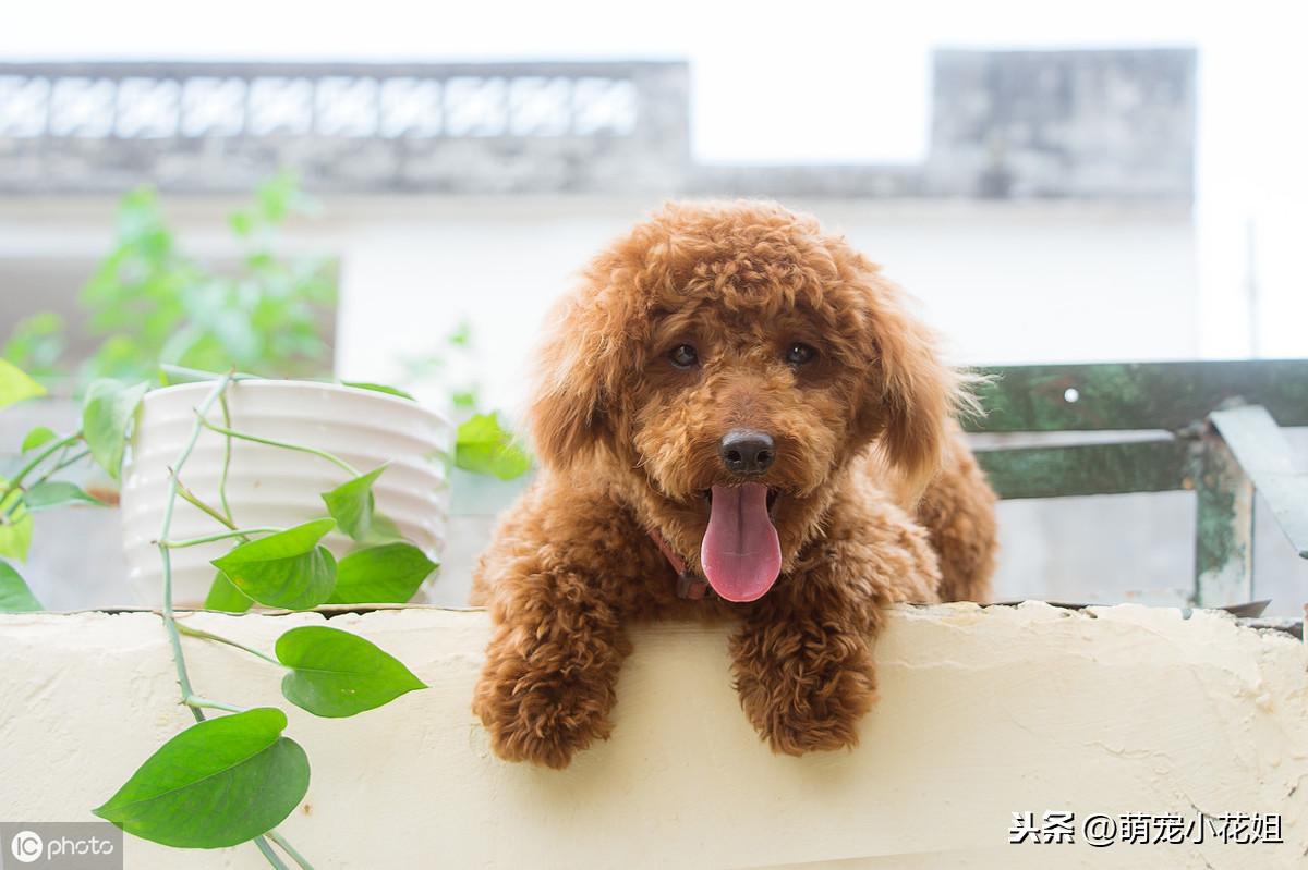 狗狗生完宝宝了还有什么需要注意的（狗狗怀孕前后的饮食和保健指南）