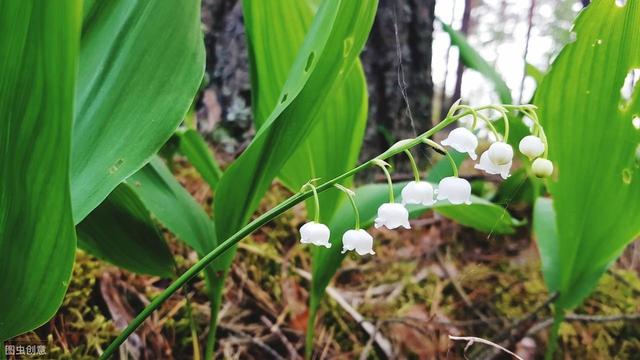 铃兰养植方法，如何养铃兰（植株健壮生长旺盛花多又鲜艳）