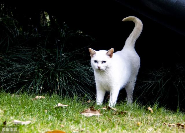 怎样才能看出猫在猫界是什么地位，铲屎官可以观察到猫的3个特点