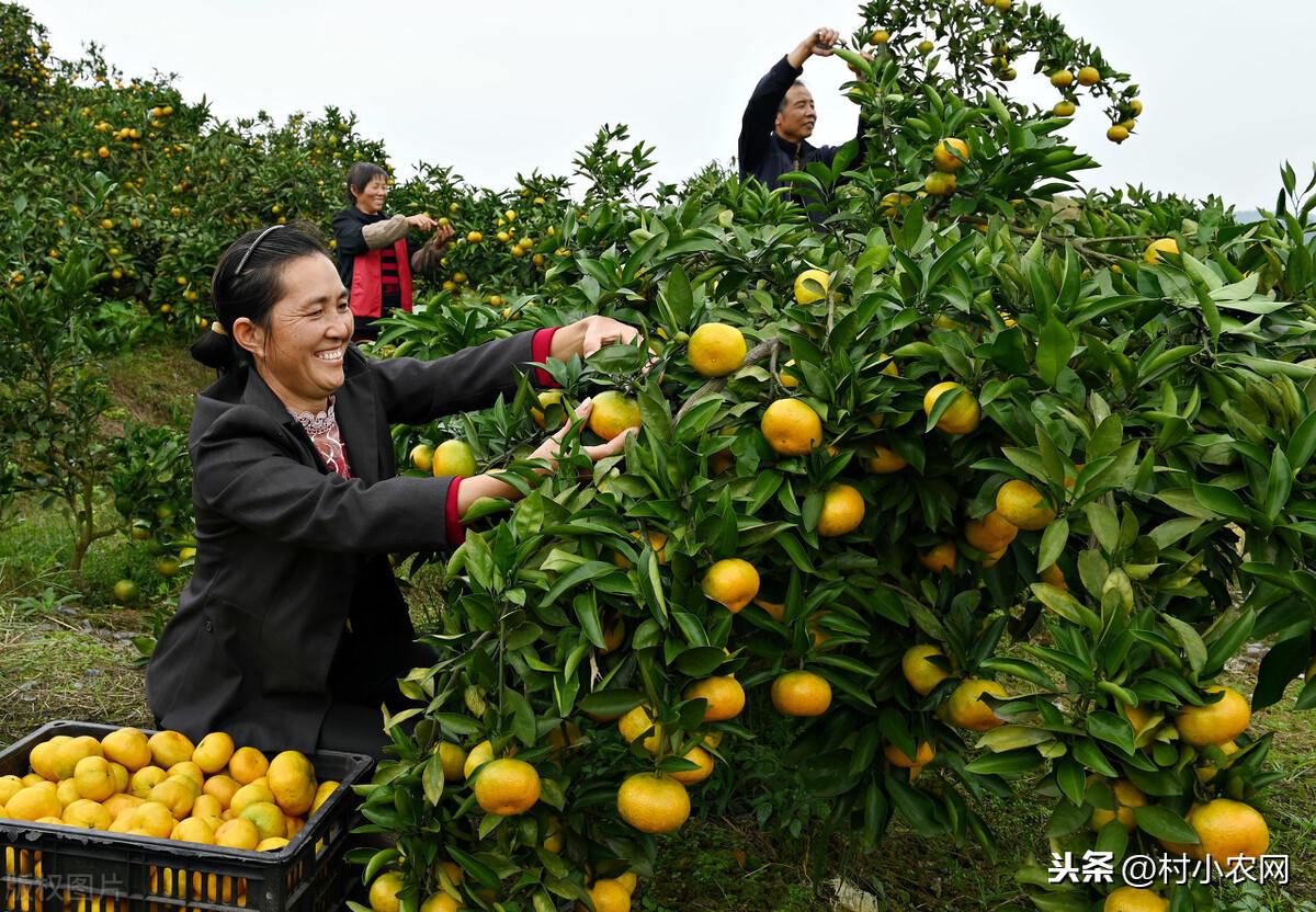 农村种植好项目(大棚养殖项目有哪些)