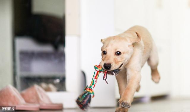 怎样看出幼犬认主人了，狗狗喜欢主人的表现（狗狗认定你是主人的9个表现）