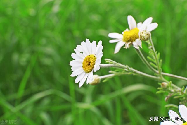 不同颜色的雏菊代表什么花语和寓意，雏菊的花语和象征（今年突然流行起来的小雏菊）