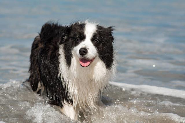 德国牧羊犬是柯利犬种吗，原来牧羊犬有很多种