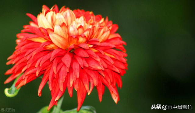 独本菊的培植方法，盆栽养殖独本菊