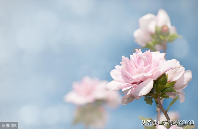 花语大全带图片，花语带图片（各种花的图片及花语）