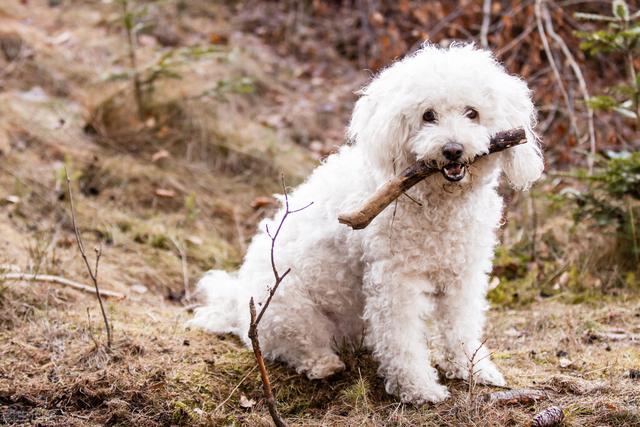 德国牧羊犬是柯利犬种吗，原来牧羊犬有很多种