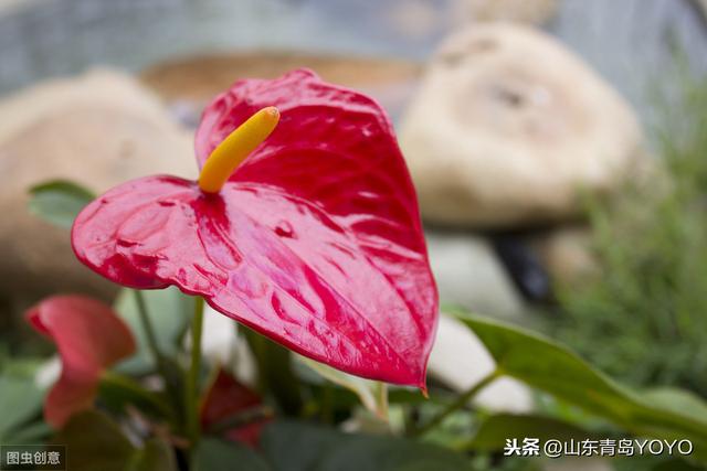 花语大全带图片，花语带图片（各种花的图片及花语）