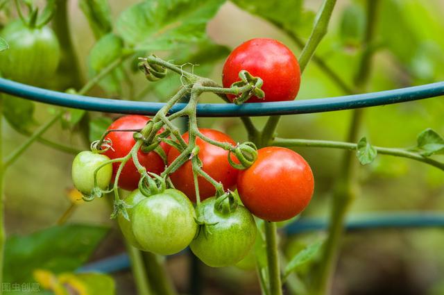 樱桃番茄的栽种方法介绍，盆栽樱桃番茄种植方法（樱桃番茄栽培要点）