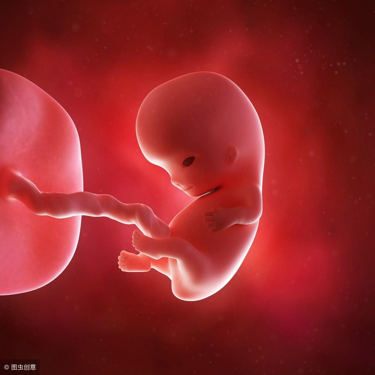 各个孕期胎儿发育图片图片