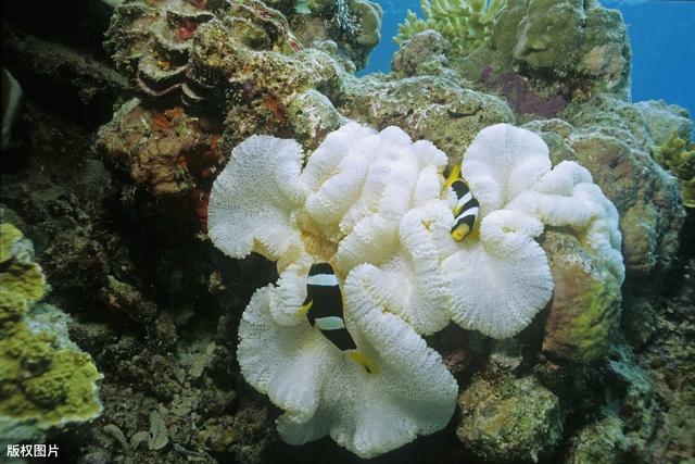 珊瑚是一种动物还是植物,颜色只是我的保护色(珊瑚是一种植物还是一种
