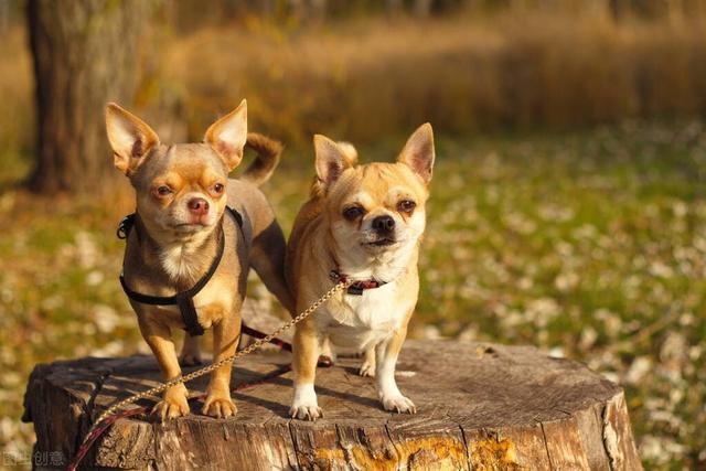 比熊寿命能超过几年，受欢迎的10种小型犬