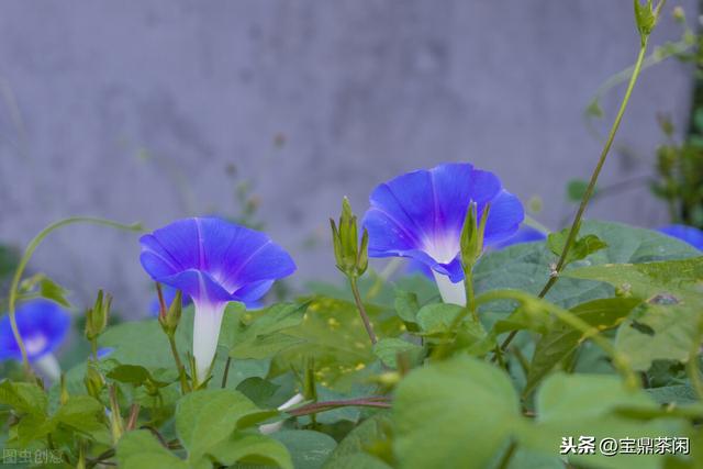 牵牛花为什么叫牵牛花，牵牛子有什么作用（明明没有牛，为何它叫牵牛花）