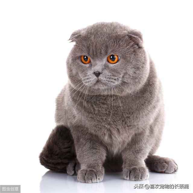 矮脚猫品种有哪些，矮脚猫都有什么品种（你们喜欢哪种种类的猫呢）