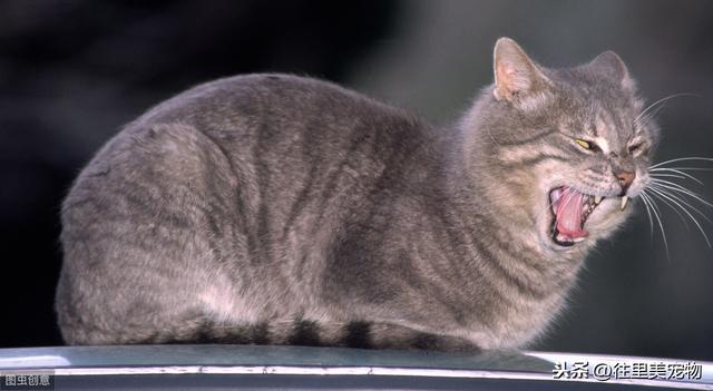 猫咪三大传染病都有哪些，3种猫咪常见病毒性传染病的介绍与治疗方法