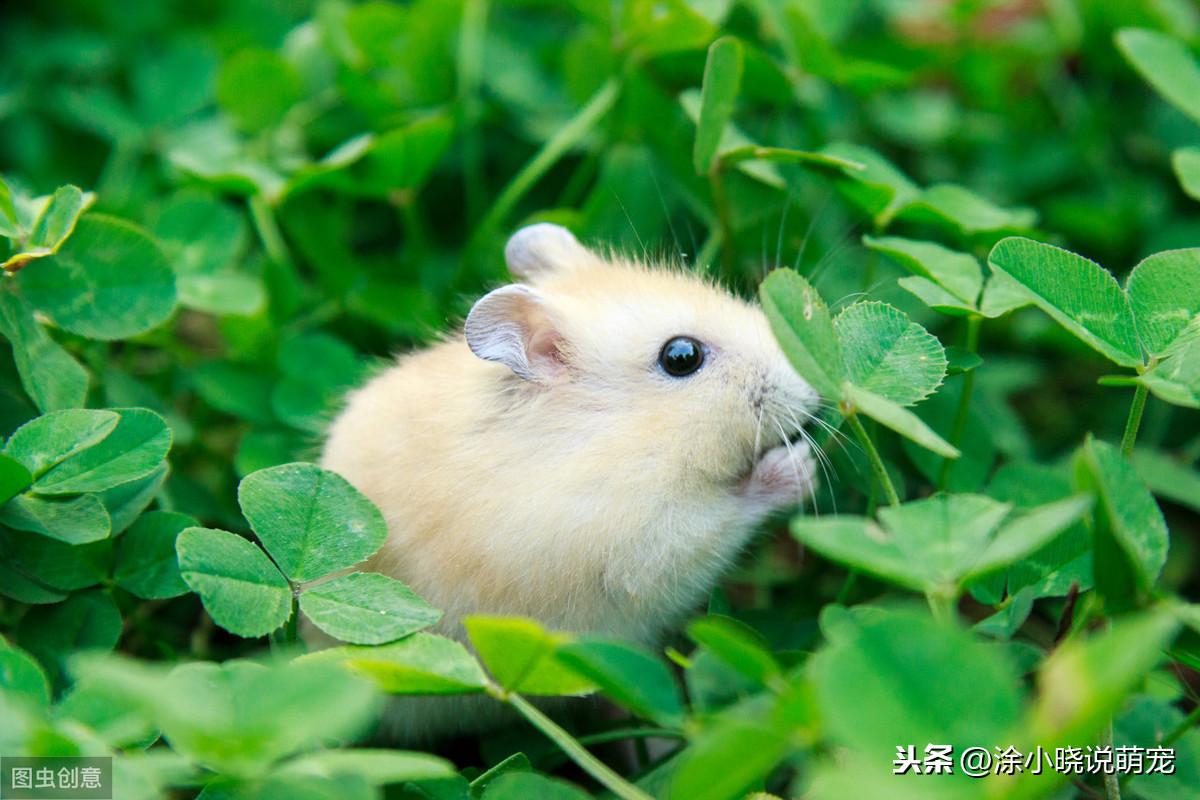 仓鼠吃什么主食，仓鼠最爱吃的食物