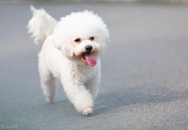 阿拉斯加爱斯基摩犬，阿拉斯加爱斯基摩犬百科（很多人傻傻分不清楚）